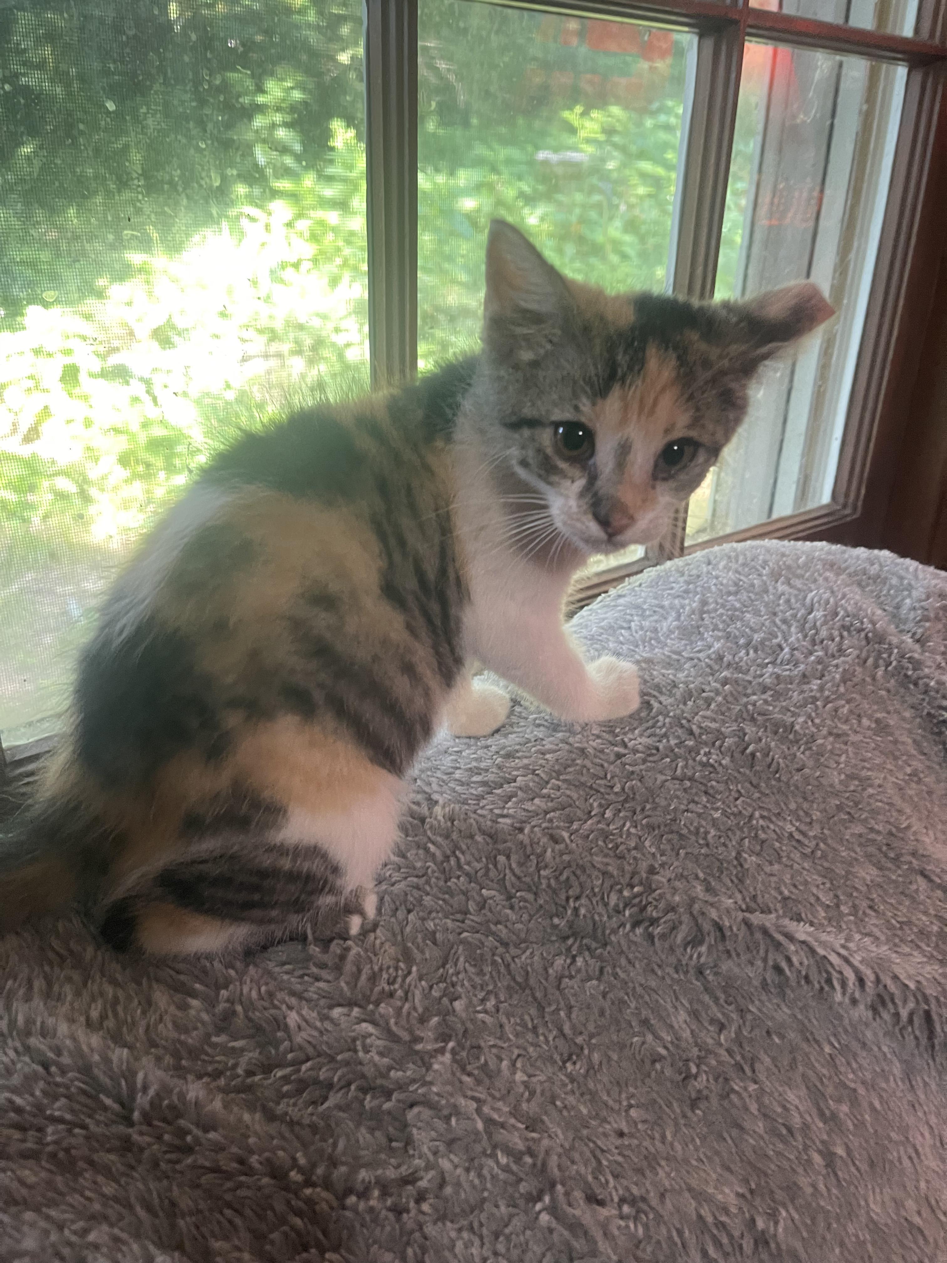Enlarge KitKat, an adopted Calico in Chattanooga, TN image 3/3