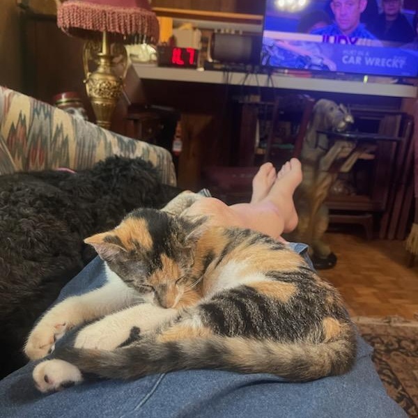 Enlarge KitKat, an adopted Calico in Chattanooga, TN image 2/3