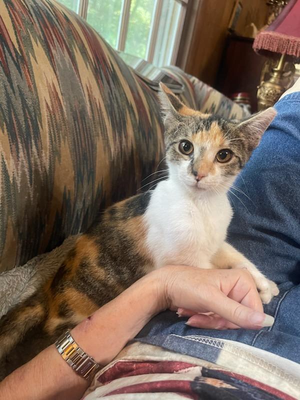 KitKat, adopted, Young Female Calico.