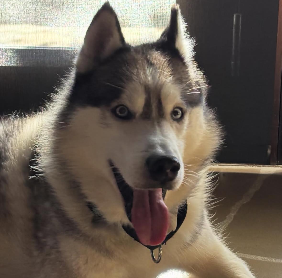 Enlarge Finn, a ADOPTABLE Siberian Husky in torrance, CA image 4/5