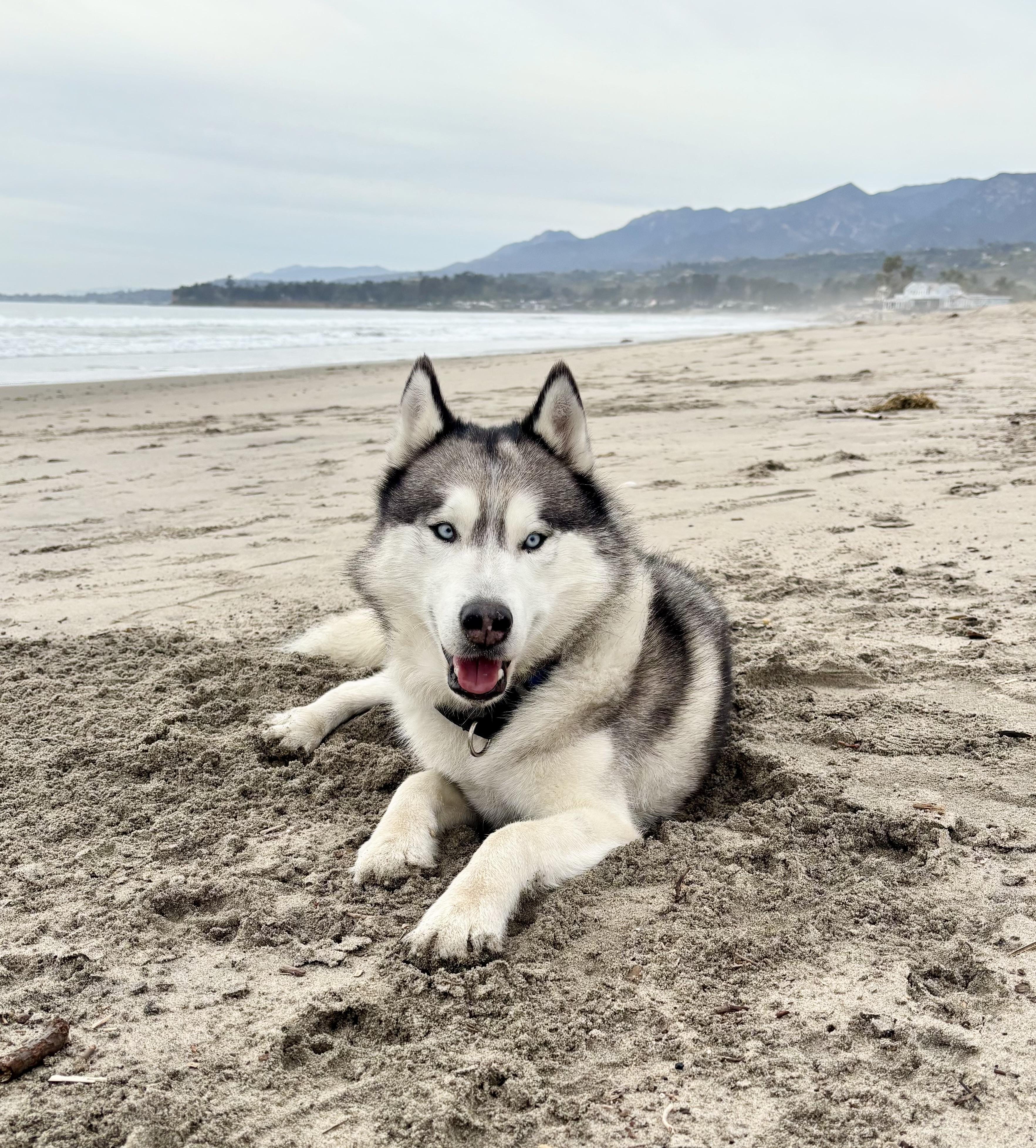 Finn, ADOPTABLE, Young Male Siberian Husky.