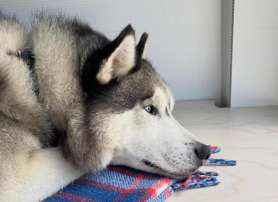 Enlarge Finn, a ADOPTABLE Siberian Husky in torrance, CA image 2/5