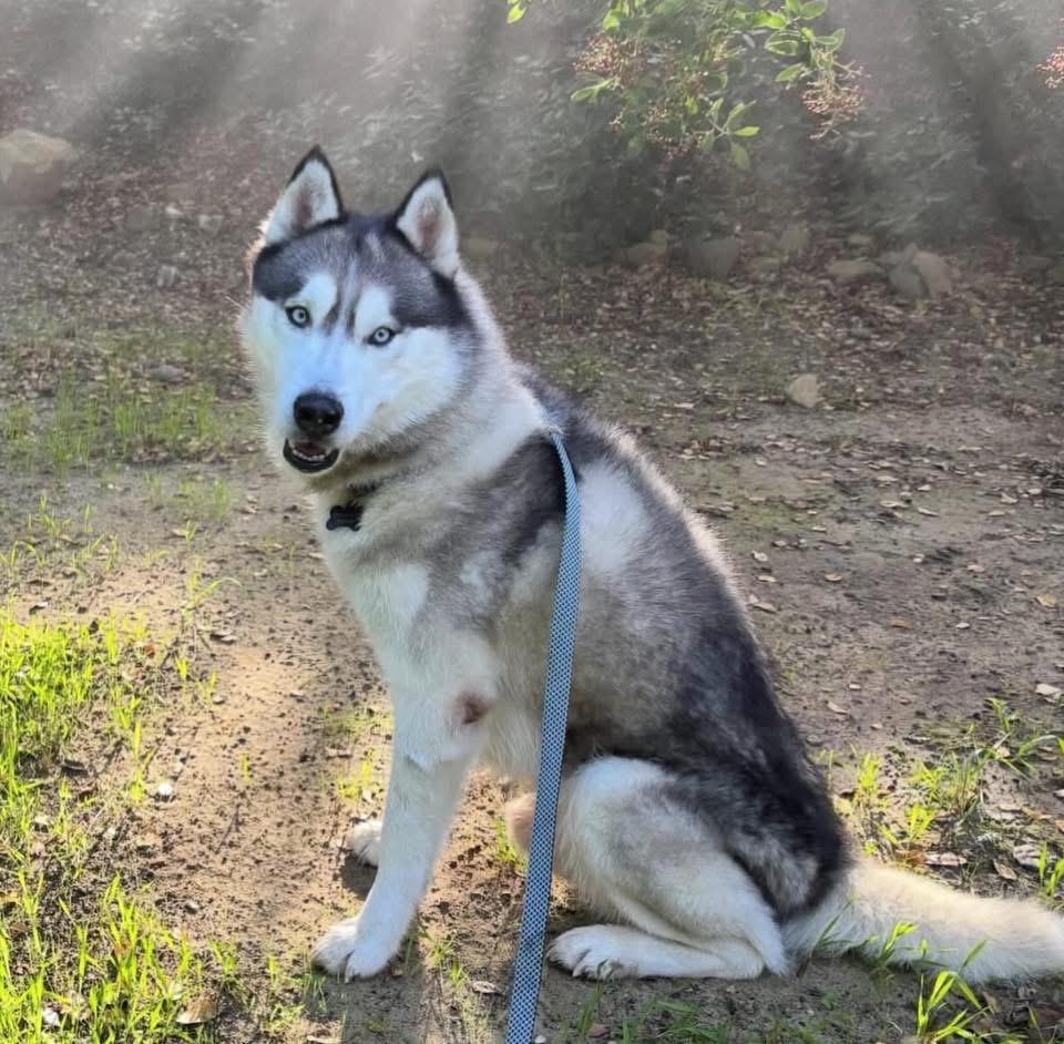 Enlarge Finn, a ADOPTABLE Siberian Husky in torrance, CA image 3/5