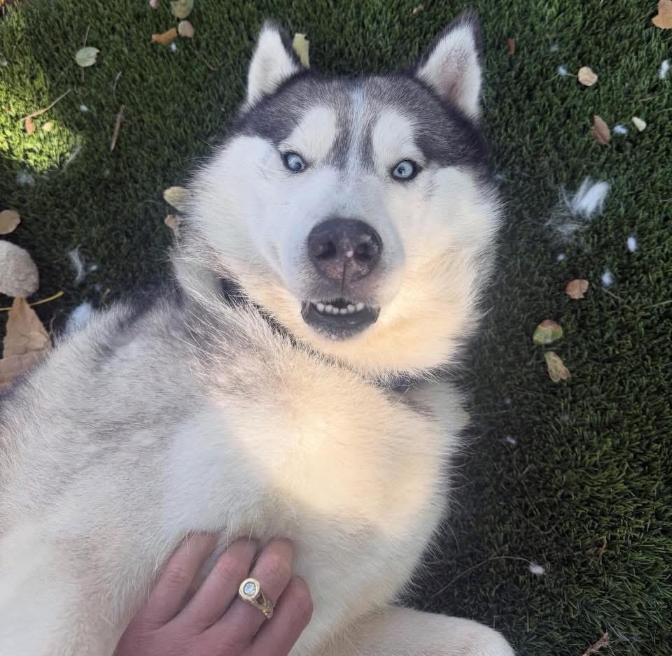 Enlarge Finn, a ADOPTABLE Siberian Husky in torrance, CA image 5/5