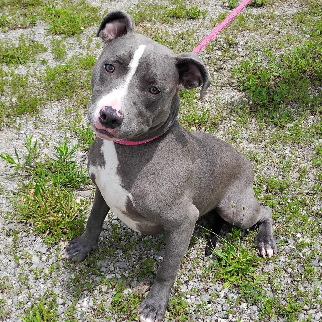 Matt Olson, Adoptable, Young Male American Staffordshire Terrier & Mixed Breed.