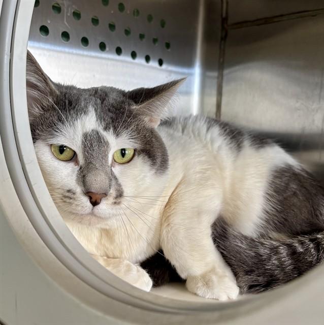 LUDAHISS, Adoptable, Adult Male Domestic Short Hair.