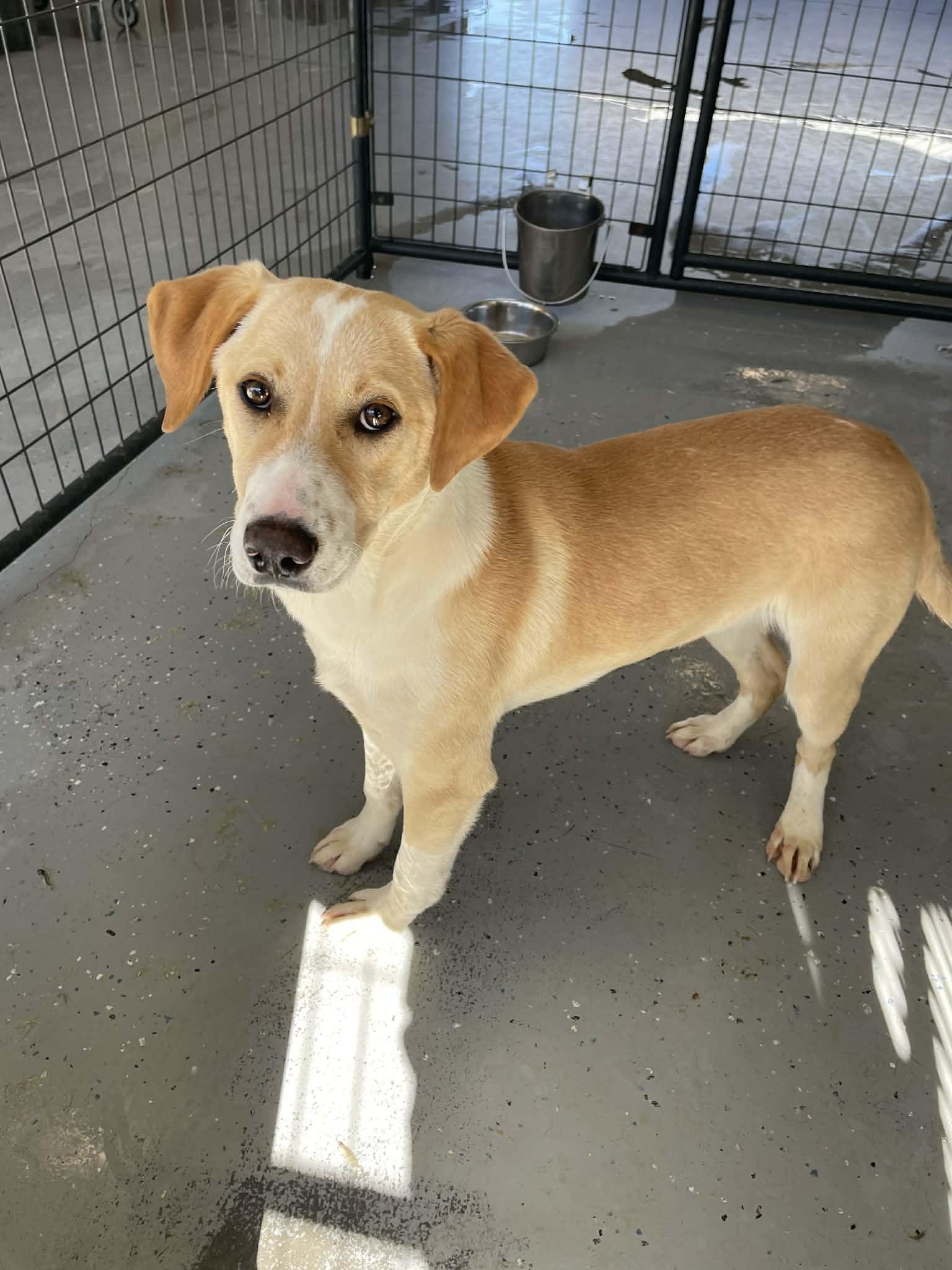 Enlarge Tito, a ADOPTABLE mixed breed in Bishopville, SC image 1/1
