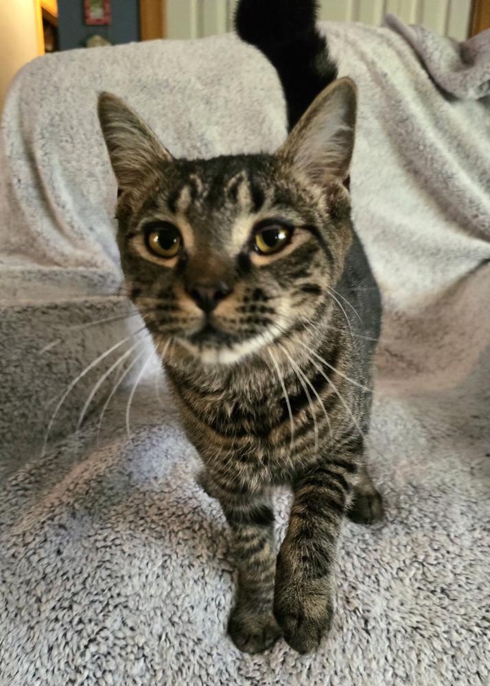 Enlarge Baxter, a Adoptable Domestic Short Hair in Wilson, NC image 1/6