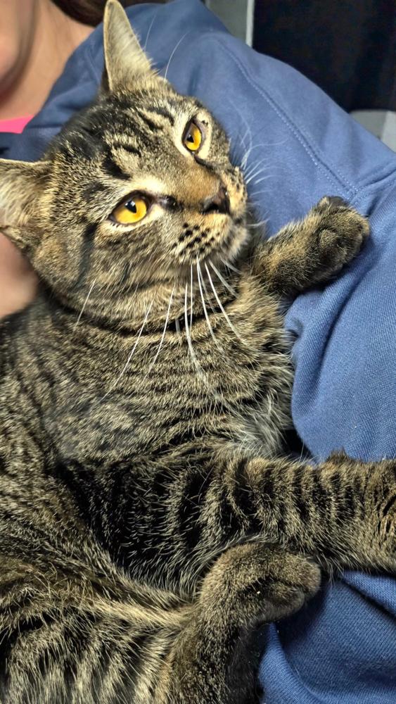 Enlarge Baxter, a Adoptable Domestic Short Hair in Wilson, NC image 2/4