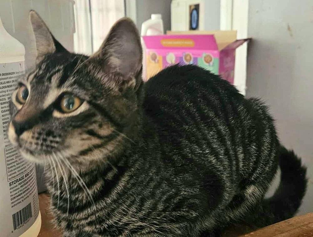 Enlarge Baxter, a Adoptable Domestic Short Hair in Wilson, NC image 3/6