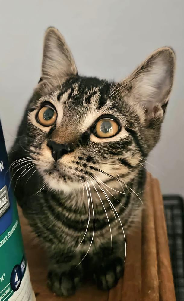 Enlarge Baxter, a Adoptable Domestic Short Hair in Wilson, NC image 4/6