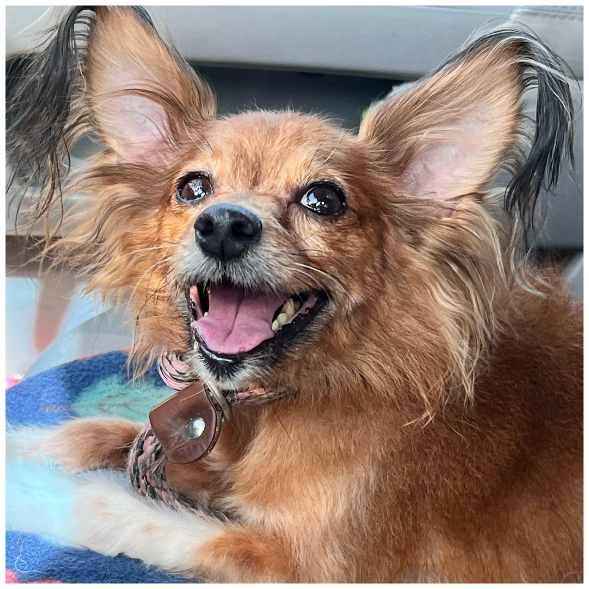 Snickers, an adopted mixed breed in Clovis, CA image 1/4