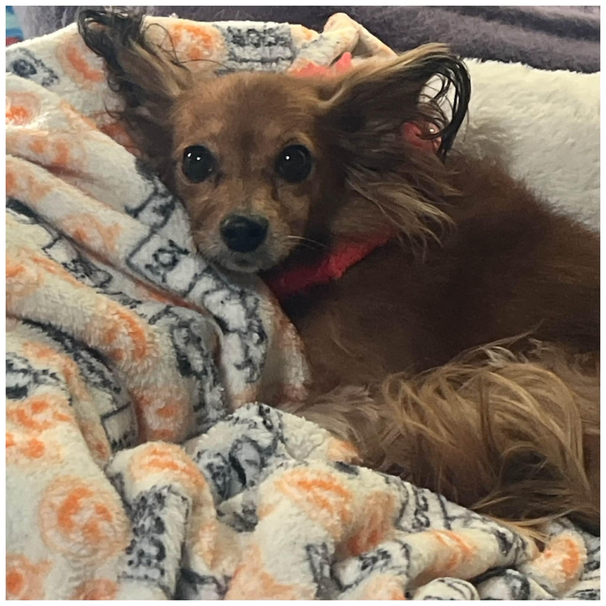 Snickers, an adopted mixed breed in Clovis, CA image 3/4
