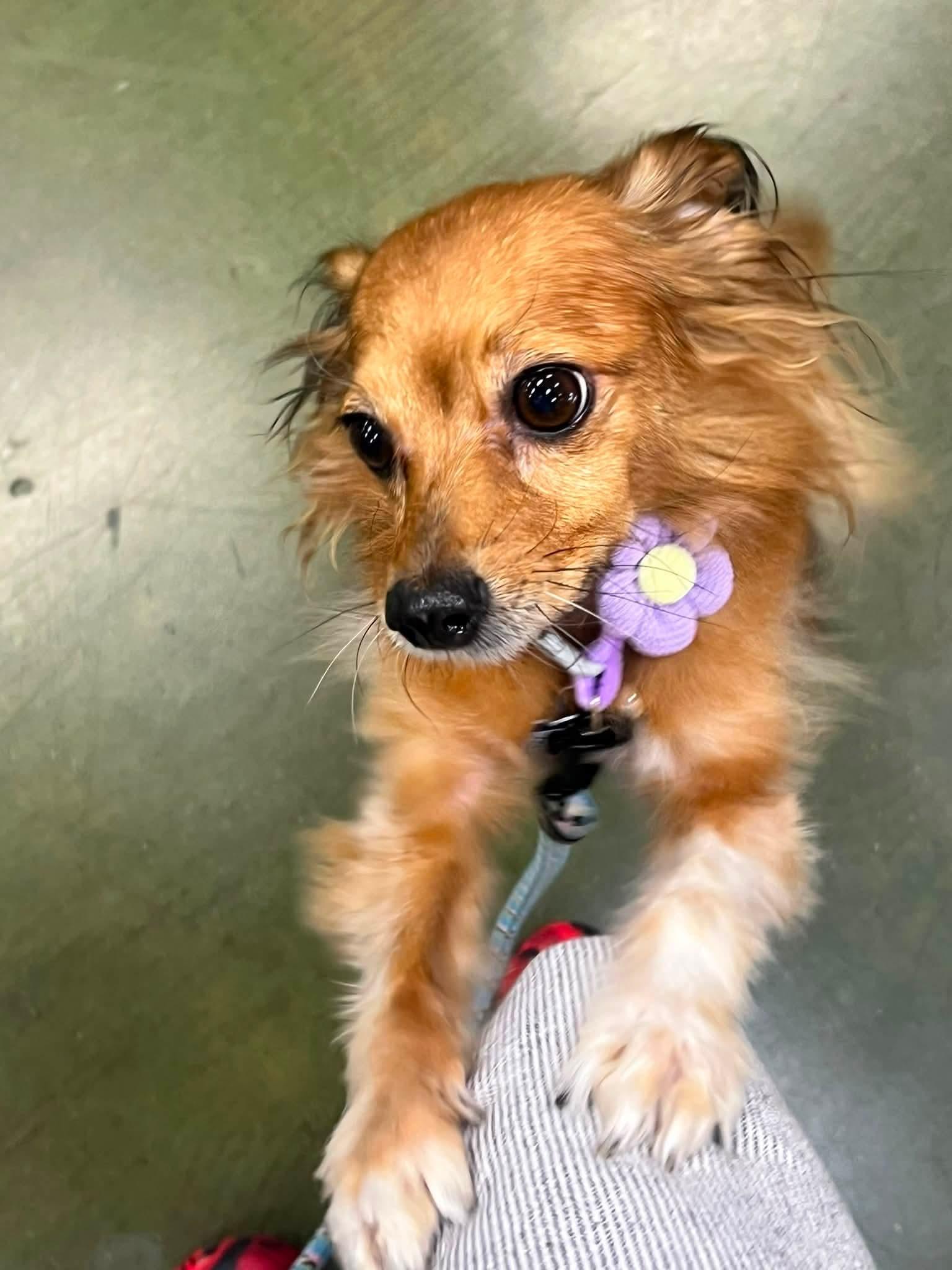 Snickers, an adopted mixed breed in Clovis, CA image 2/4