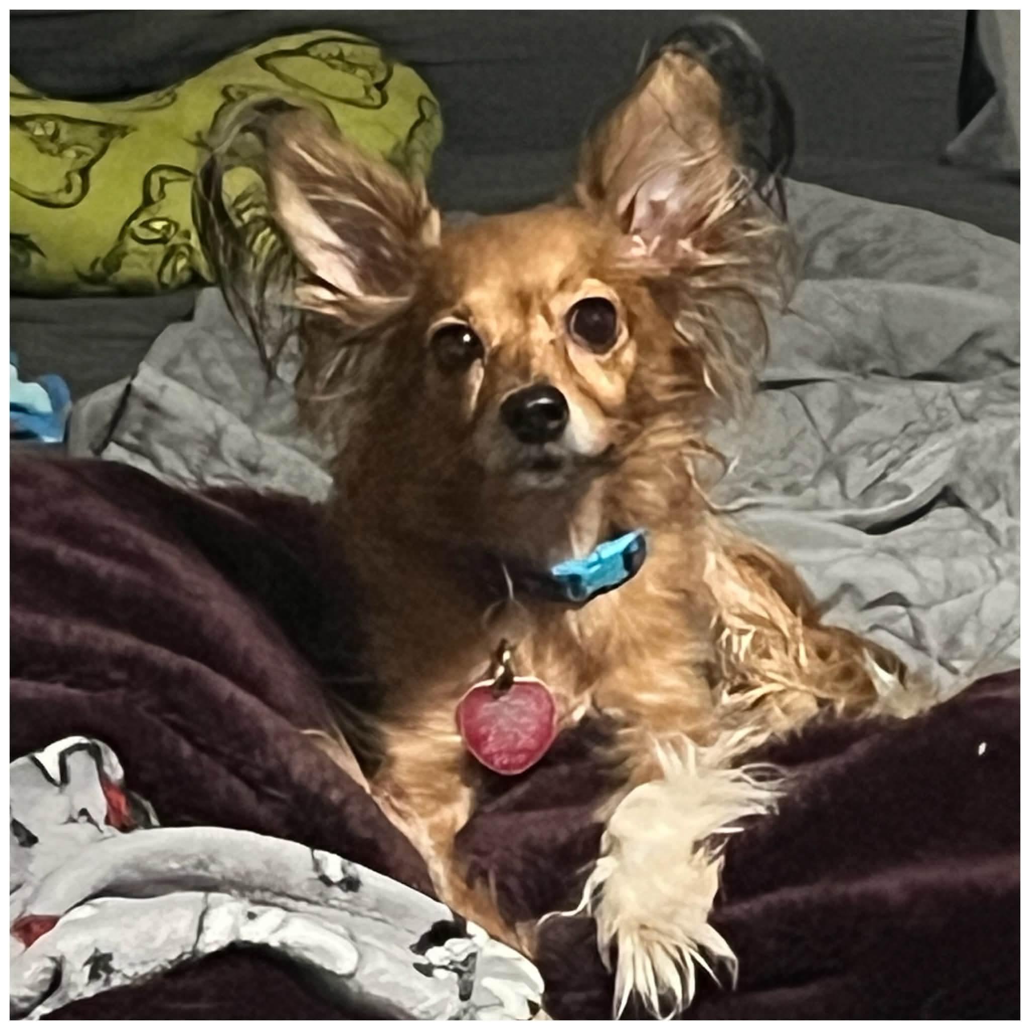 Snickers, an adopted mixed breed in Clovis, CA image 4/4