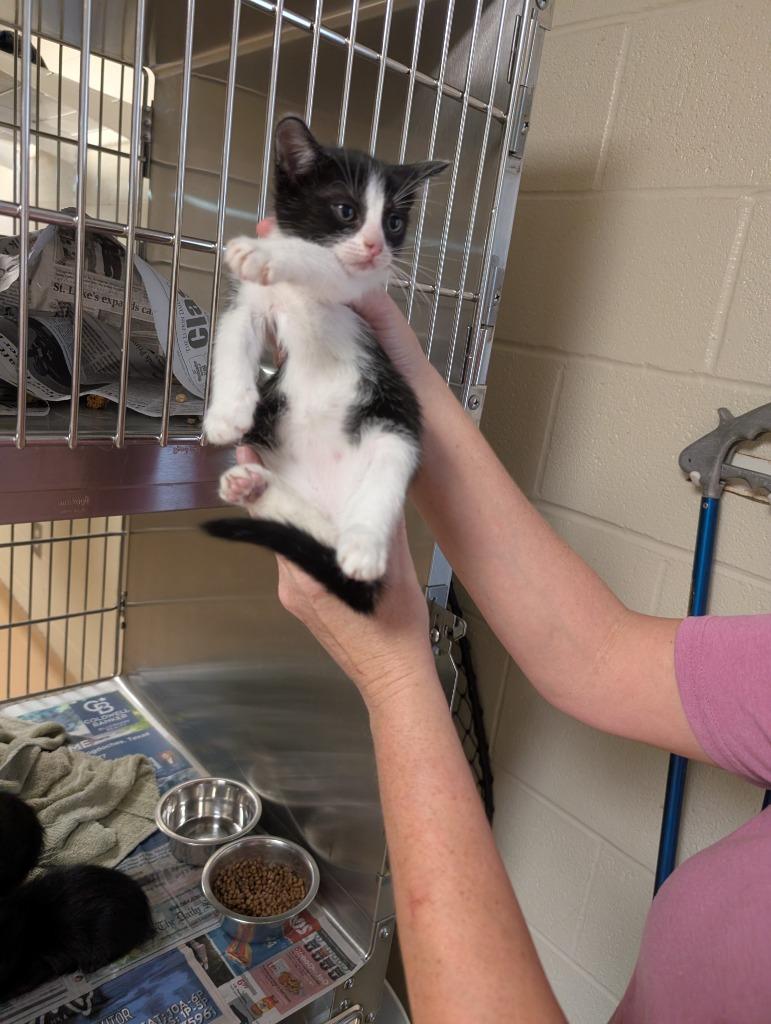 Beyonce, Adoptable, Kitten Female Domestic Short Hair.