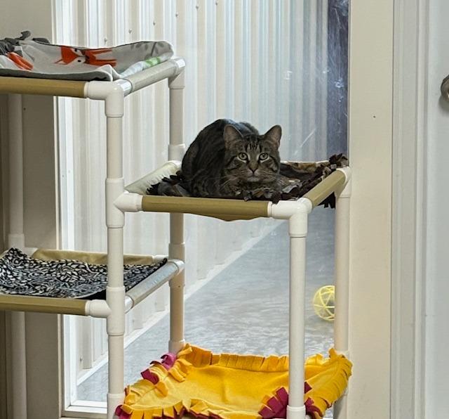 Nebula, Adoptable, Adult Male Domestic Short Hair.