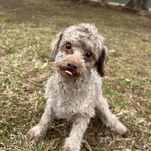 Peewee, adopted, Adult Male Poodle (Toy).