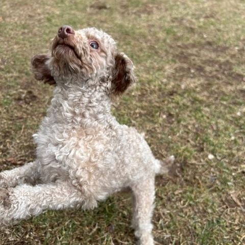 Enlarge Peewee, an adopted Poodle (Toy) in Catlett, VA image 4/5