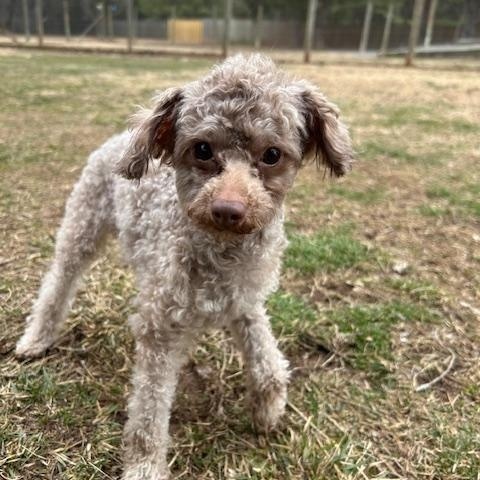 Enlarge Peewee, an adopted Poodle (Toy) in Catlett, VA image 2/5