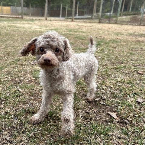 Enlarge Peewee, an adopted Poodle (Toy) in Catlett, VA image 3/5
