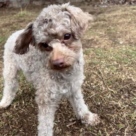 Enlarge Peewee, an adopted Poodle (Toy) in Catlett, VA image 5/5