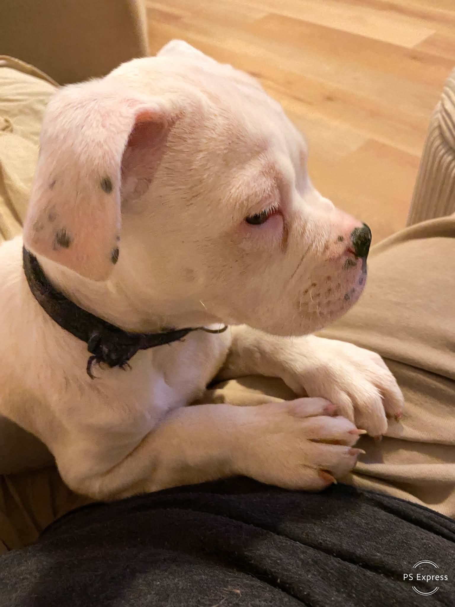 April, a ADOPTABLE mixed breed in Cedar Rapids, IA image 2/6