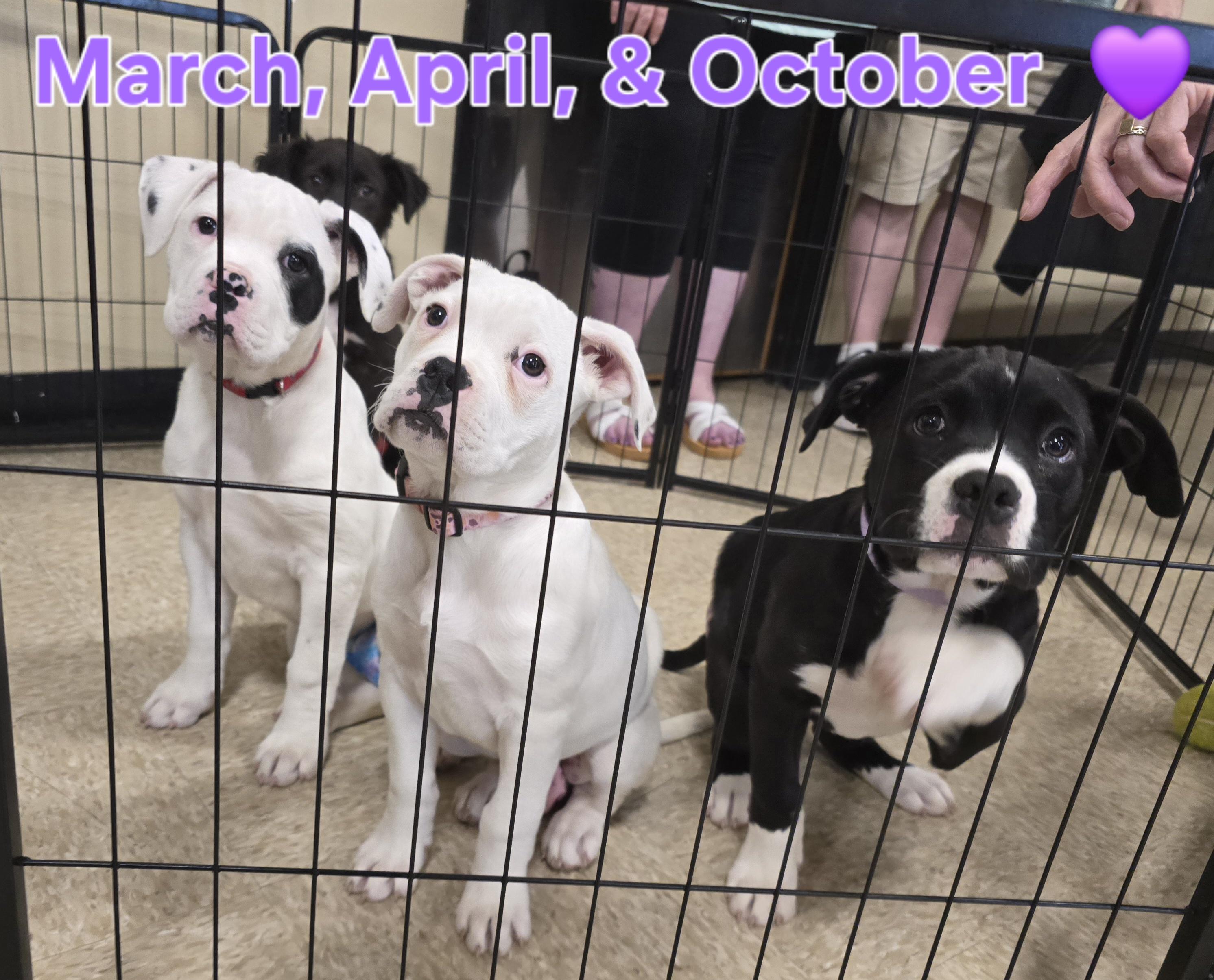 April, a ADOPTABLE mixed breed in Cedar Rapids, IA image 4/6