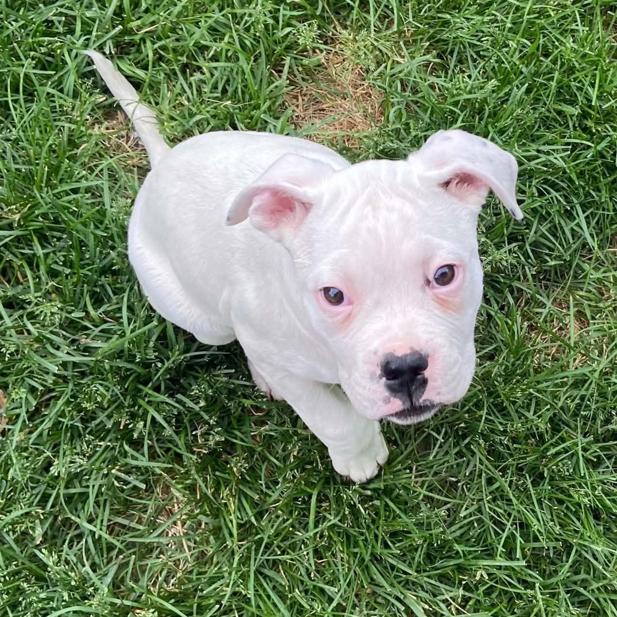 April, a ADOPTABLE mixed breed in Cedar Rapids, IA image 1/6