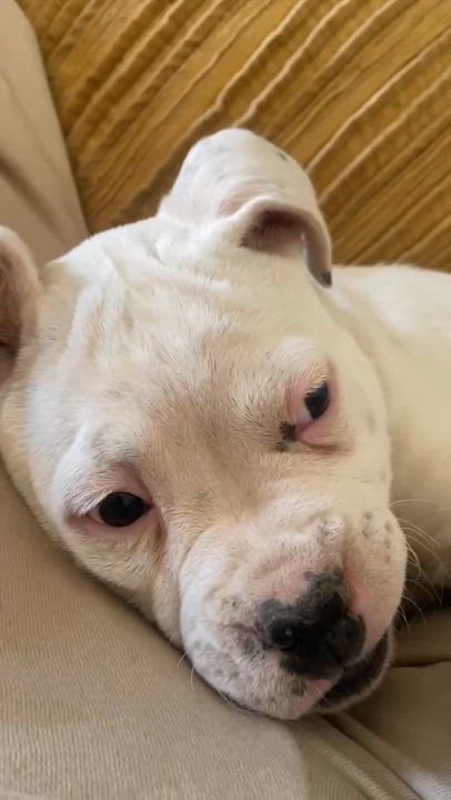 Enlarge April, a ADOPTABLE mixed breed in Cedar Rapids, IA video 5/6