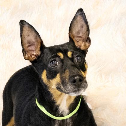 Piper, Adoptable, Adult Female Miniature Pinscher & Mixed Breed.