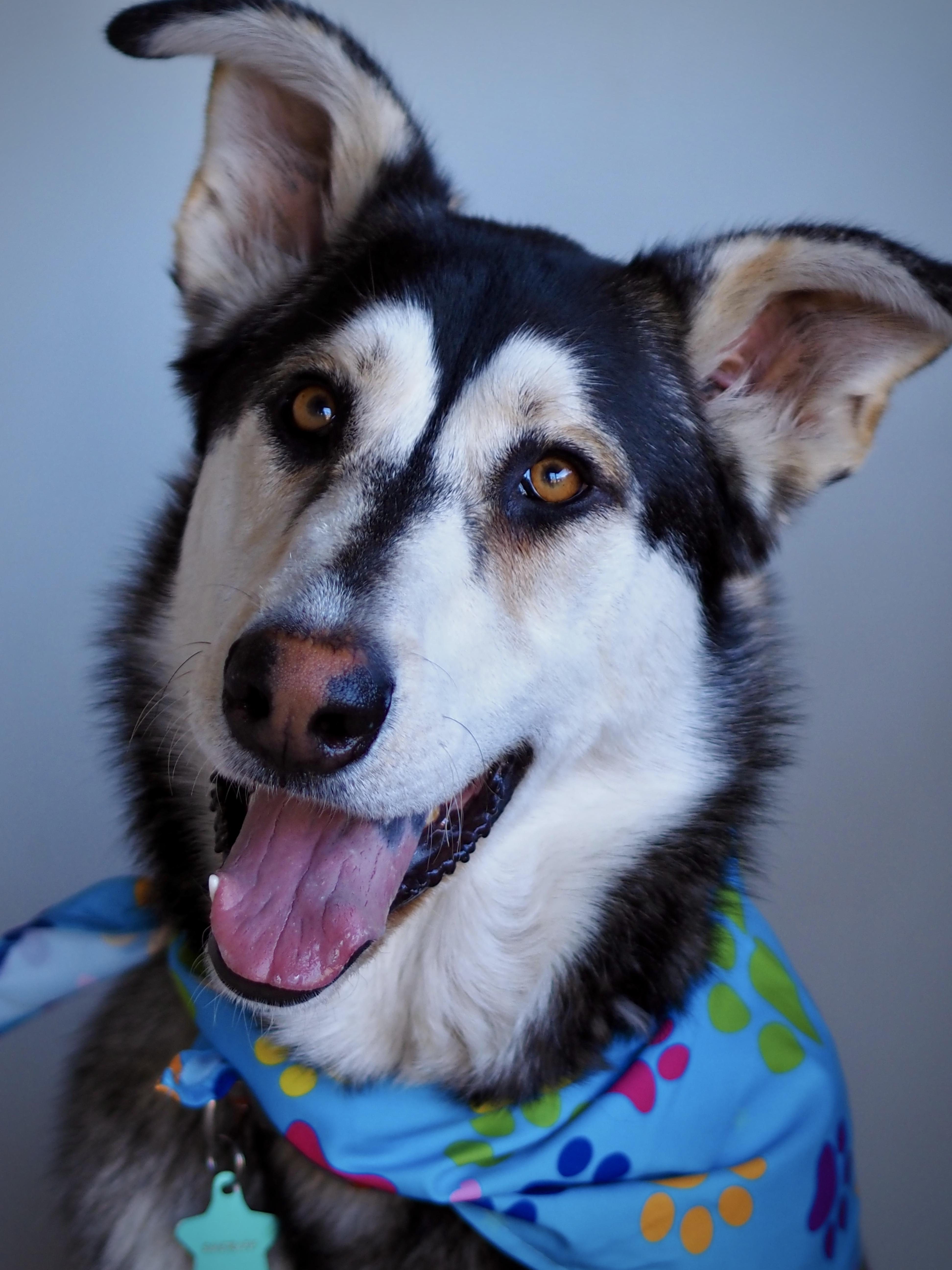 Enlarge Sheriff, a Adoptable mixed breed in Buena Vista, CO image 4/5