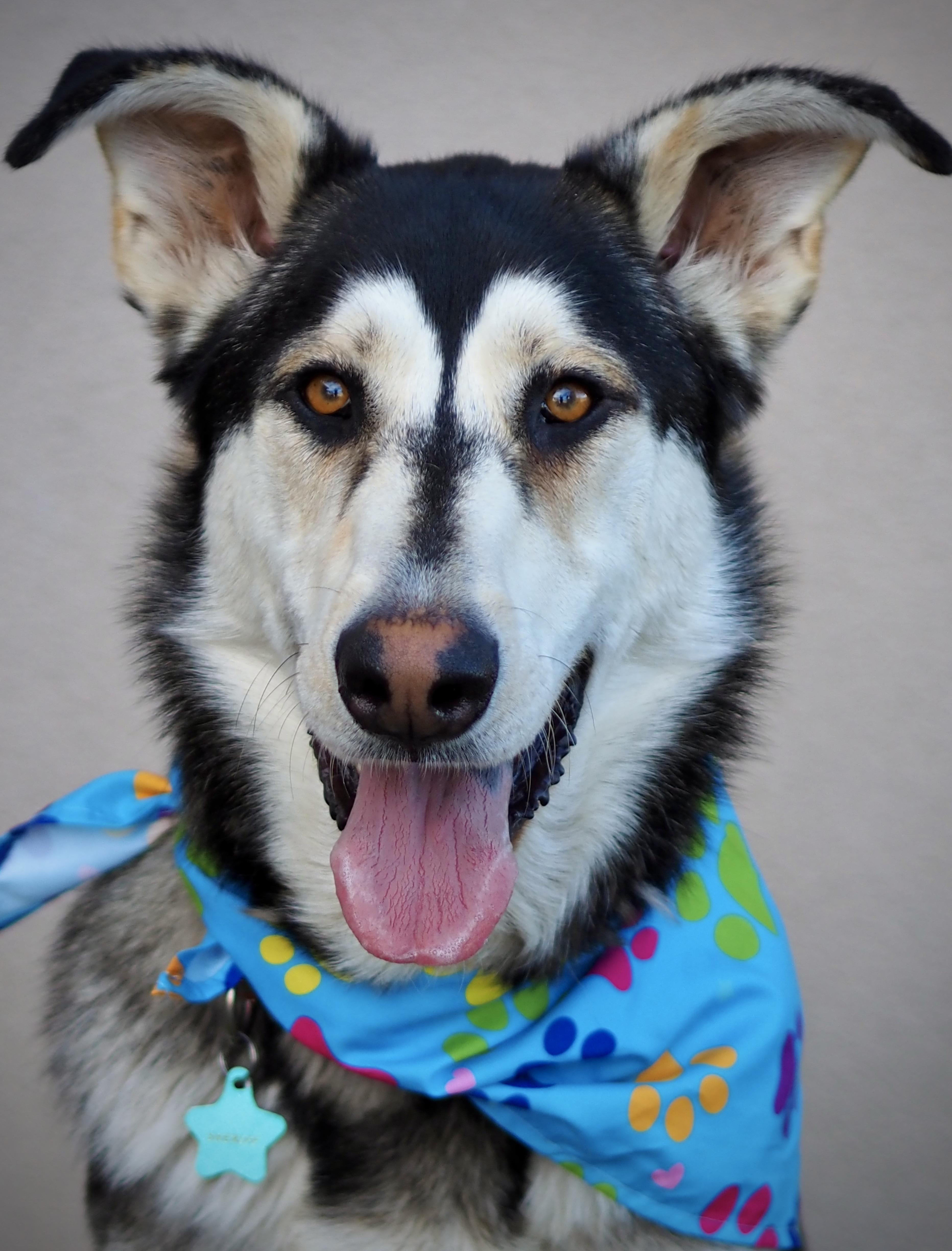 Enlarge Sheriff, a Adoptable mixed breed in Buena Vista, CO image 5/5