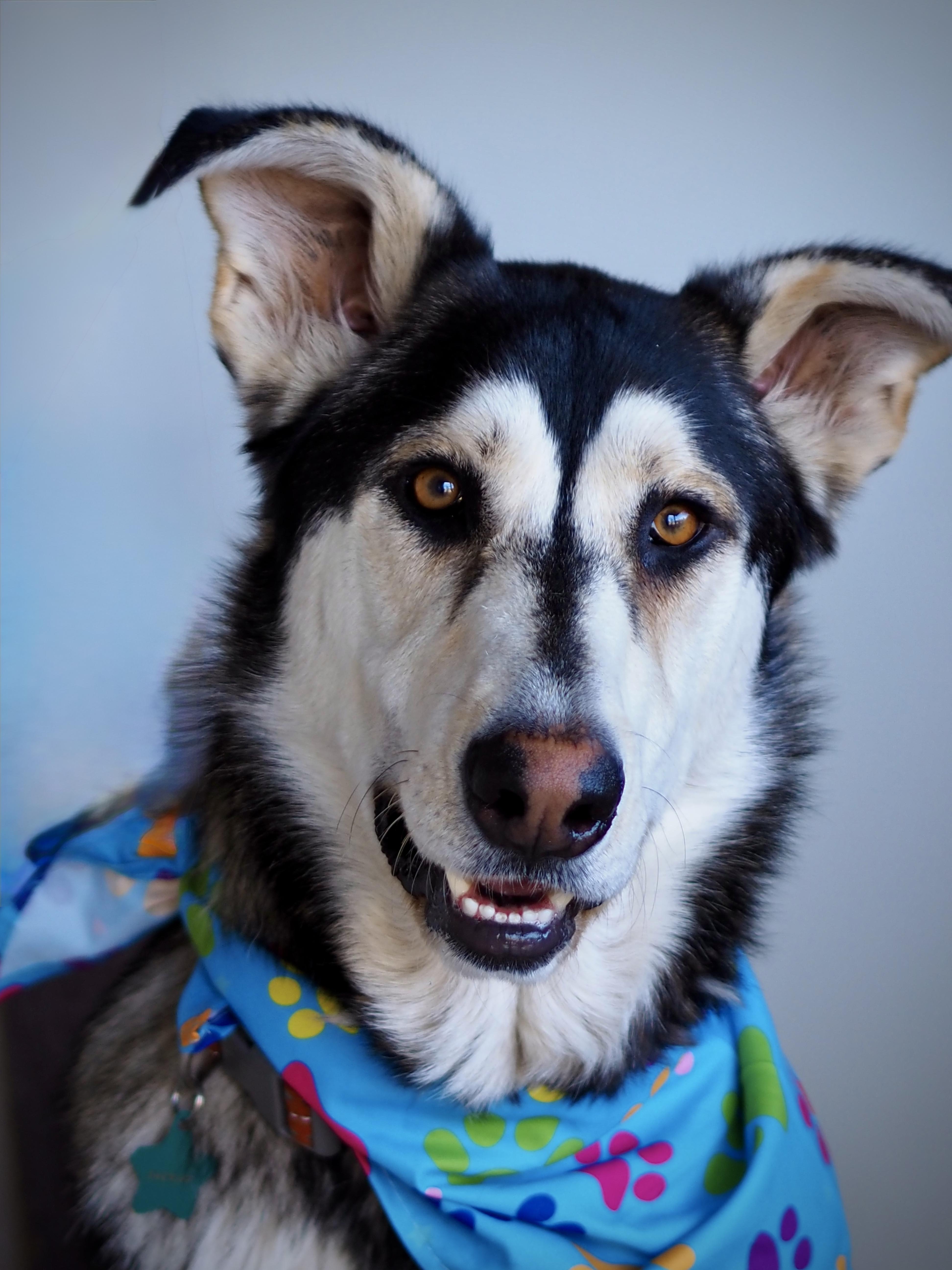Enlarge Sheriff, a Adoptable mixed breed in Buena Vista, CO image 2/5