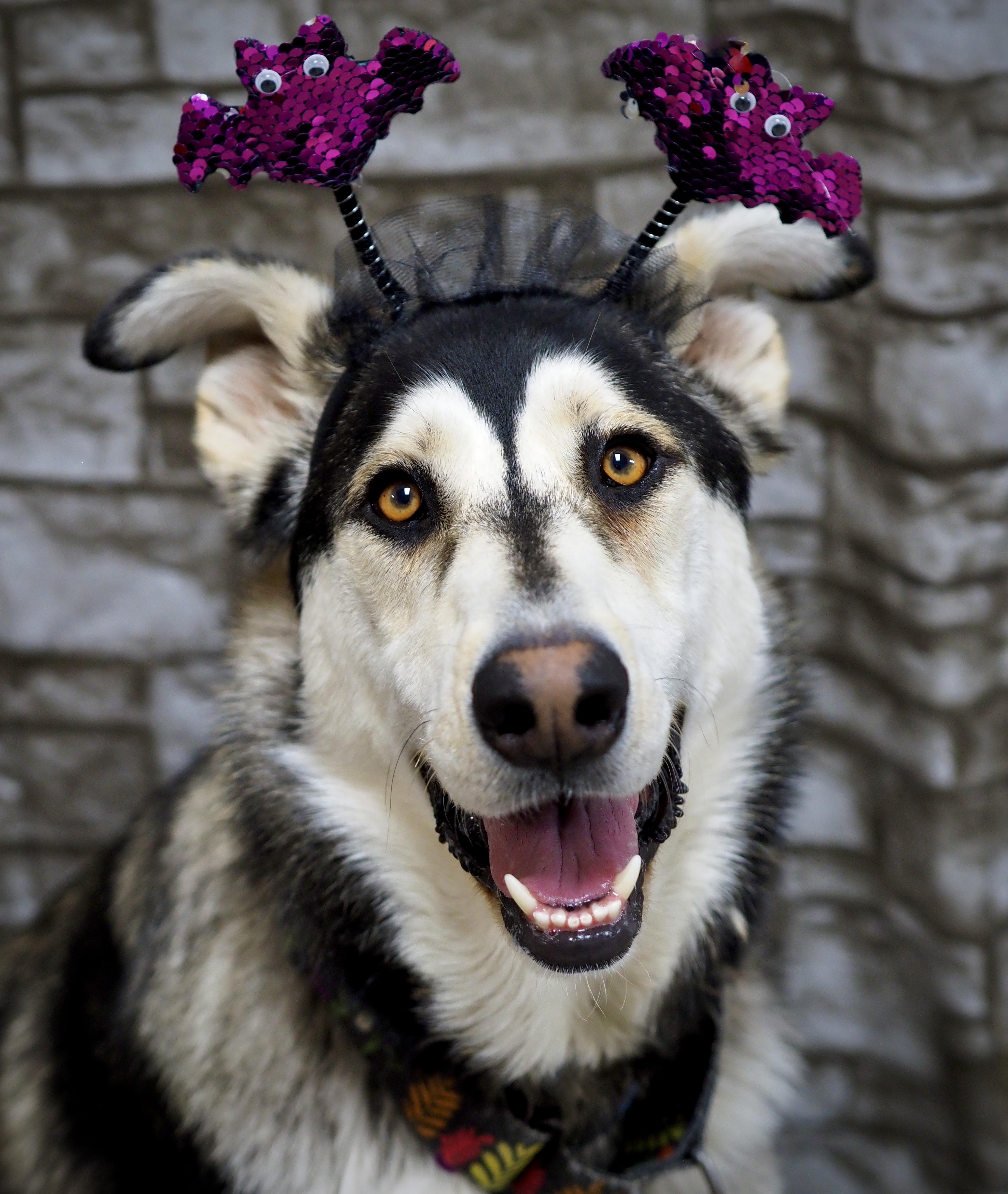 Enlarge Sheriff, a Adoptable mixed breed in Buena Vista, CO image 3/5
