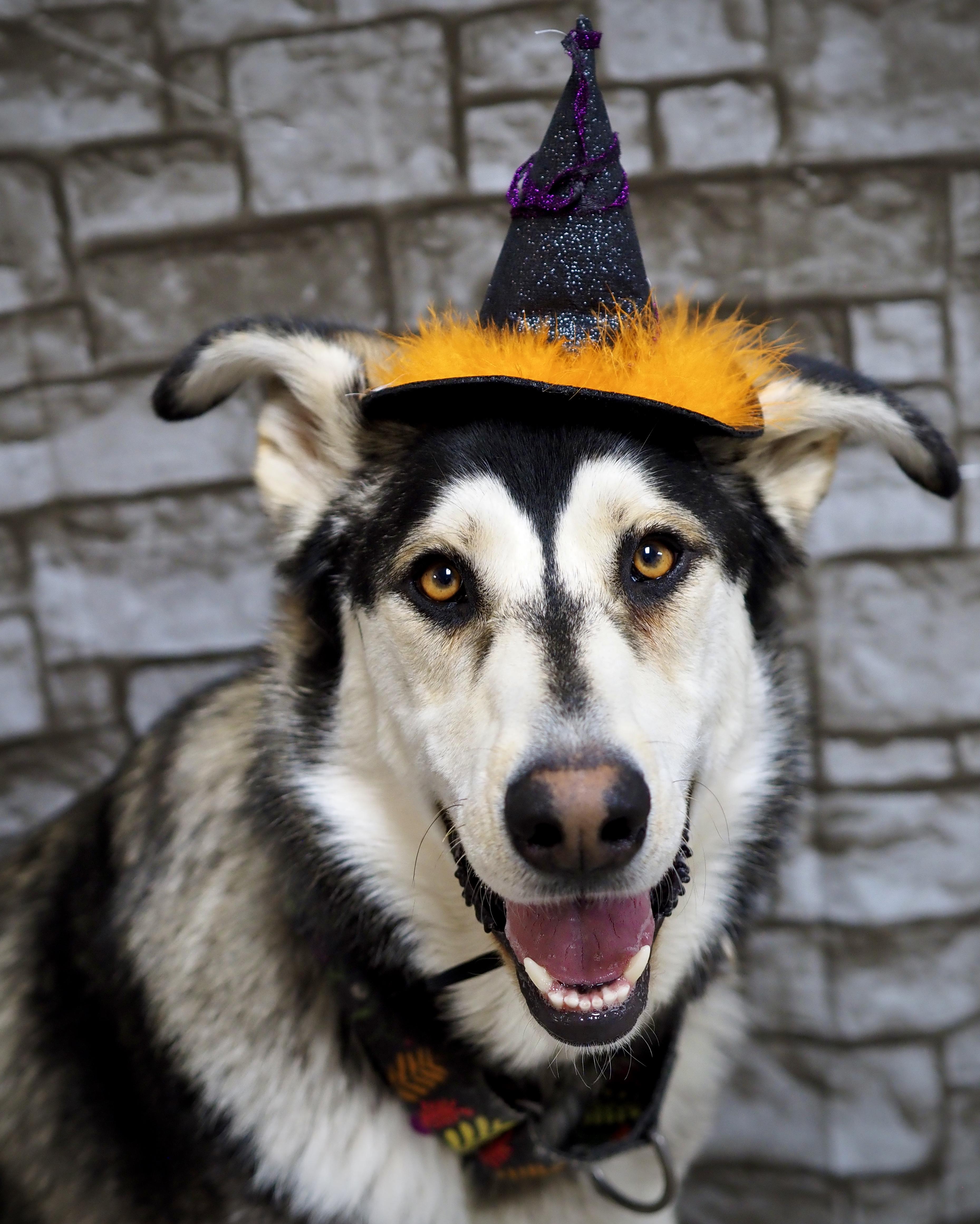 Sheriff, Adoptable, Adult Male Husky.