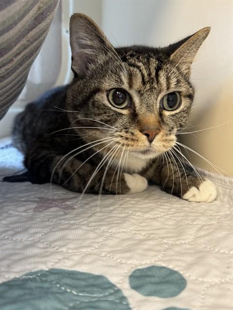 Enlarge JOFFREY, a Adoptable Domestic Short Hair in Louisville, KY image 1/1