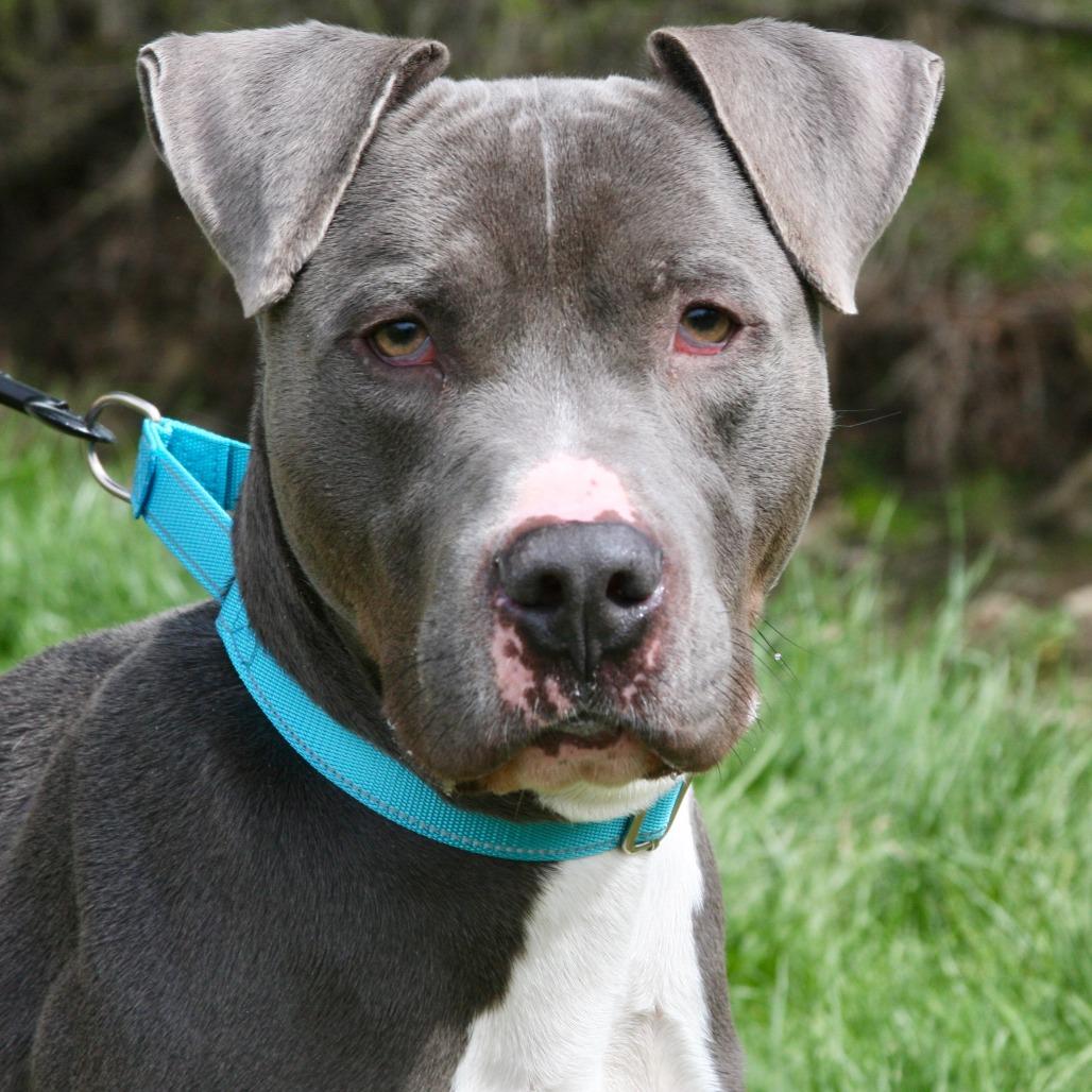 Enlarge Tutu, a Adoptable Mixed Breed in Allentown, PA image 1/4