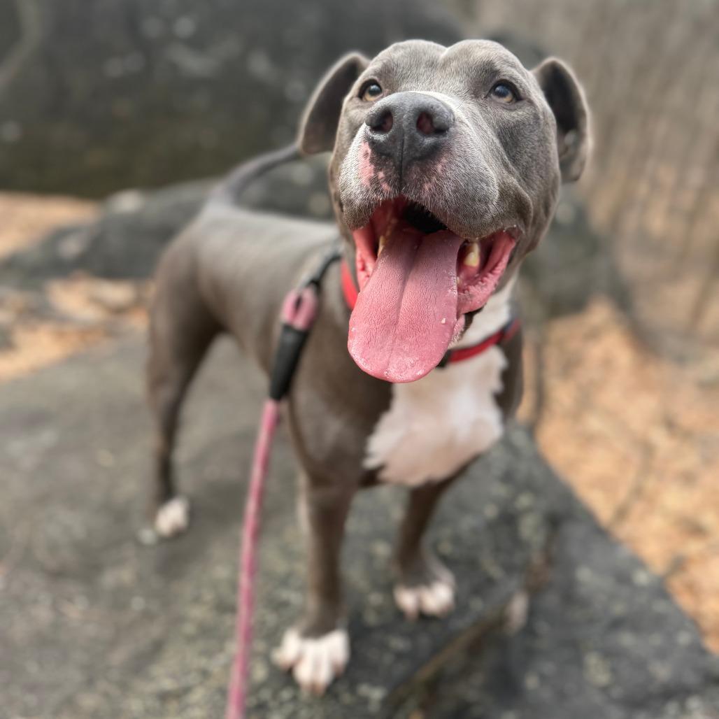 Enlarge Tutu, a Adoptable Mixed Breed in Allentown, PA image 2/6