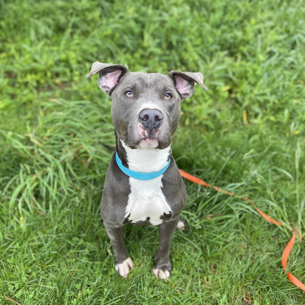 Enlarge Tutu, a Adoptable Mixed Breed in Allentown, PA image 2/4