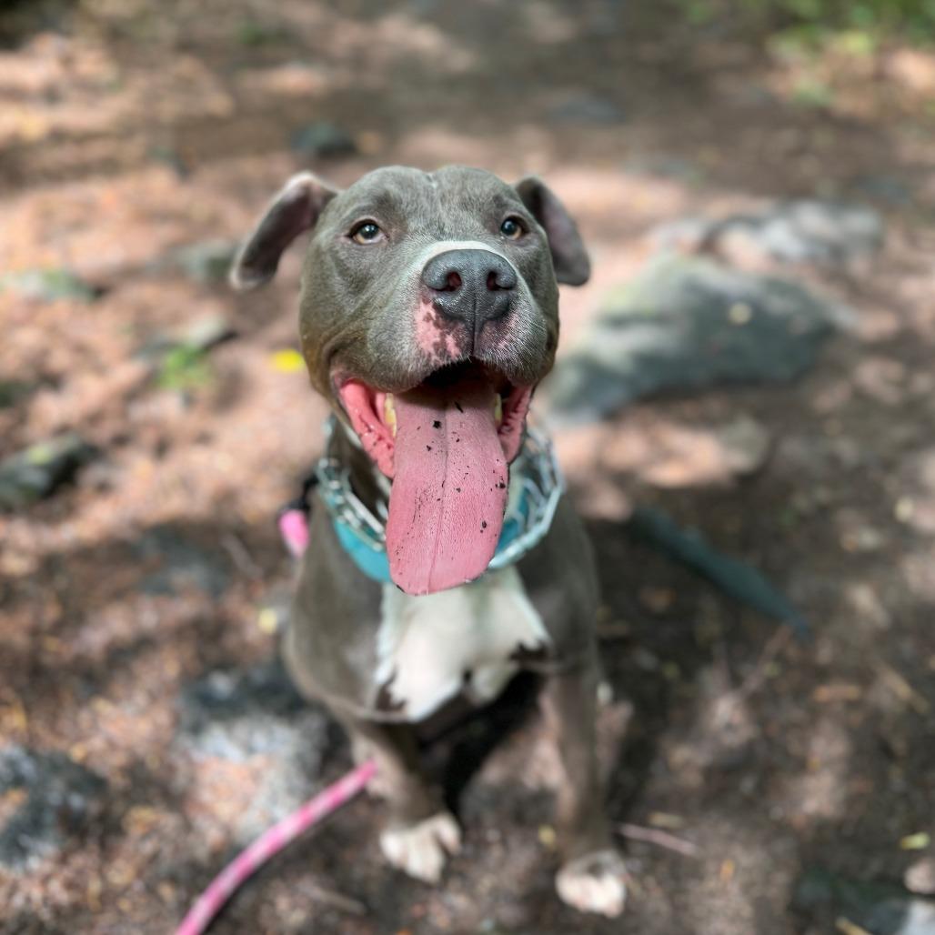 Enlarge Tutu, a Adoptable Mixed Breed in Allentown, PA image 3/4