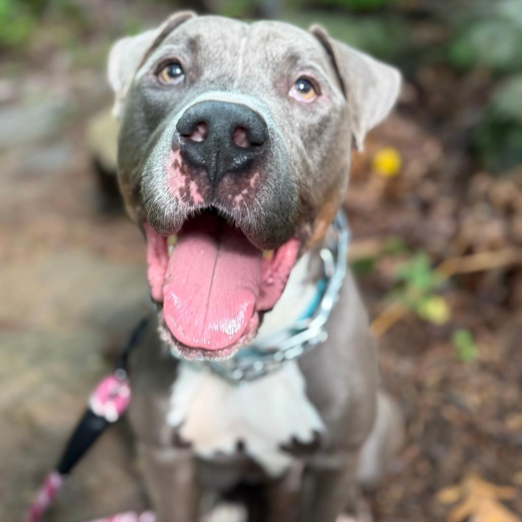 Enlarge Tutu, a Adoptable Mixed Breed in Allentown, PA image 6/6