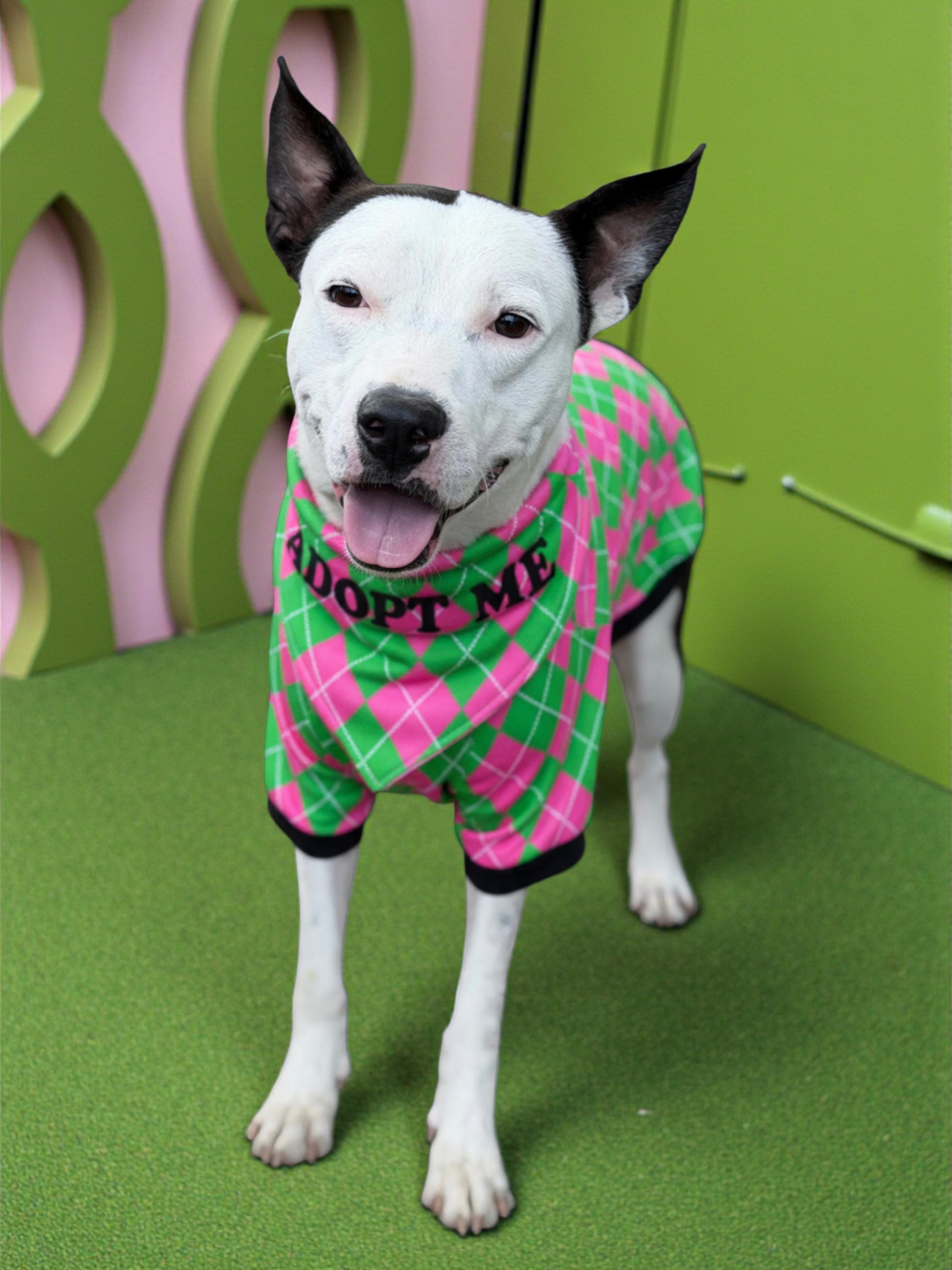 Gambino-ADOPT Me, a ADOPTABLE mixed breed in Redondo Beach, CA image 4/6