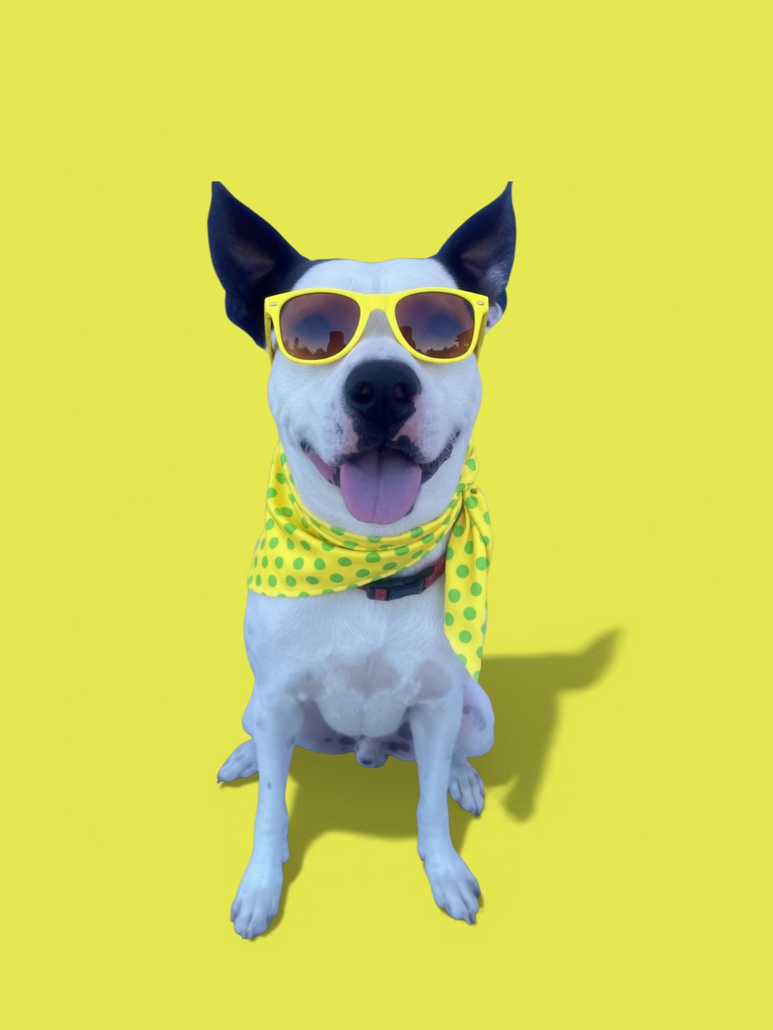 Gambino-ADOPT Me, a ADOPTABLE mixed breed in Redondo Beach, CA image 5/6