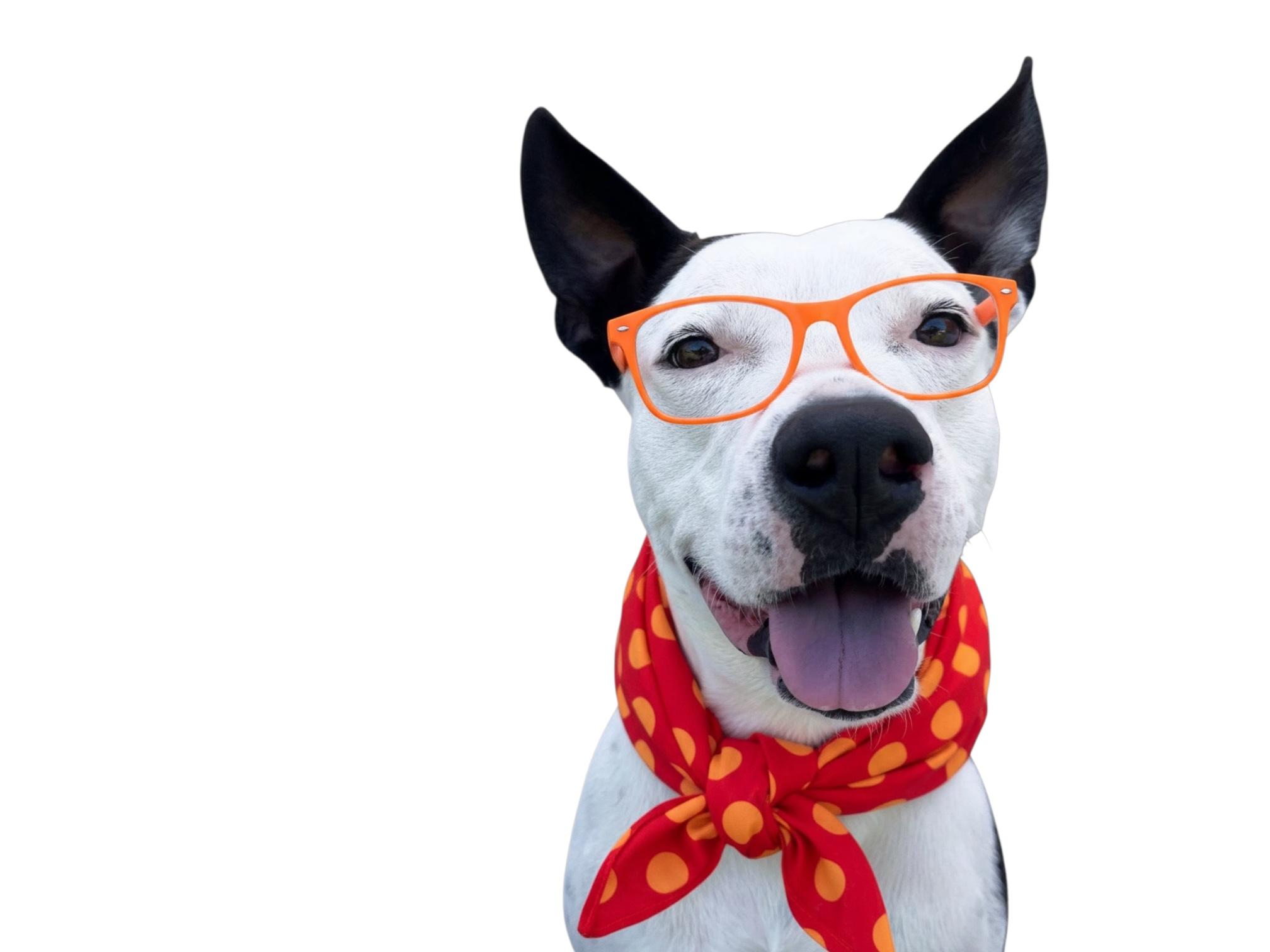 Gambino-ADOPT Me, ADOPTABLE, Young Male Pit Bull Terrier.
