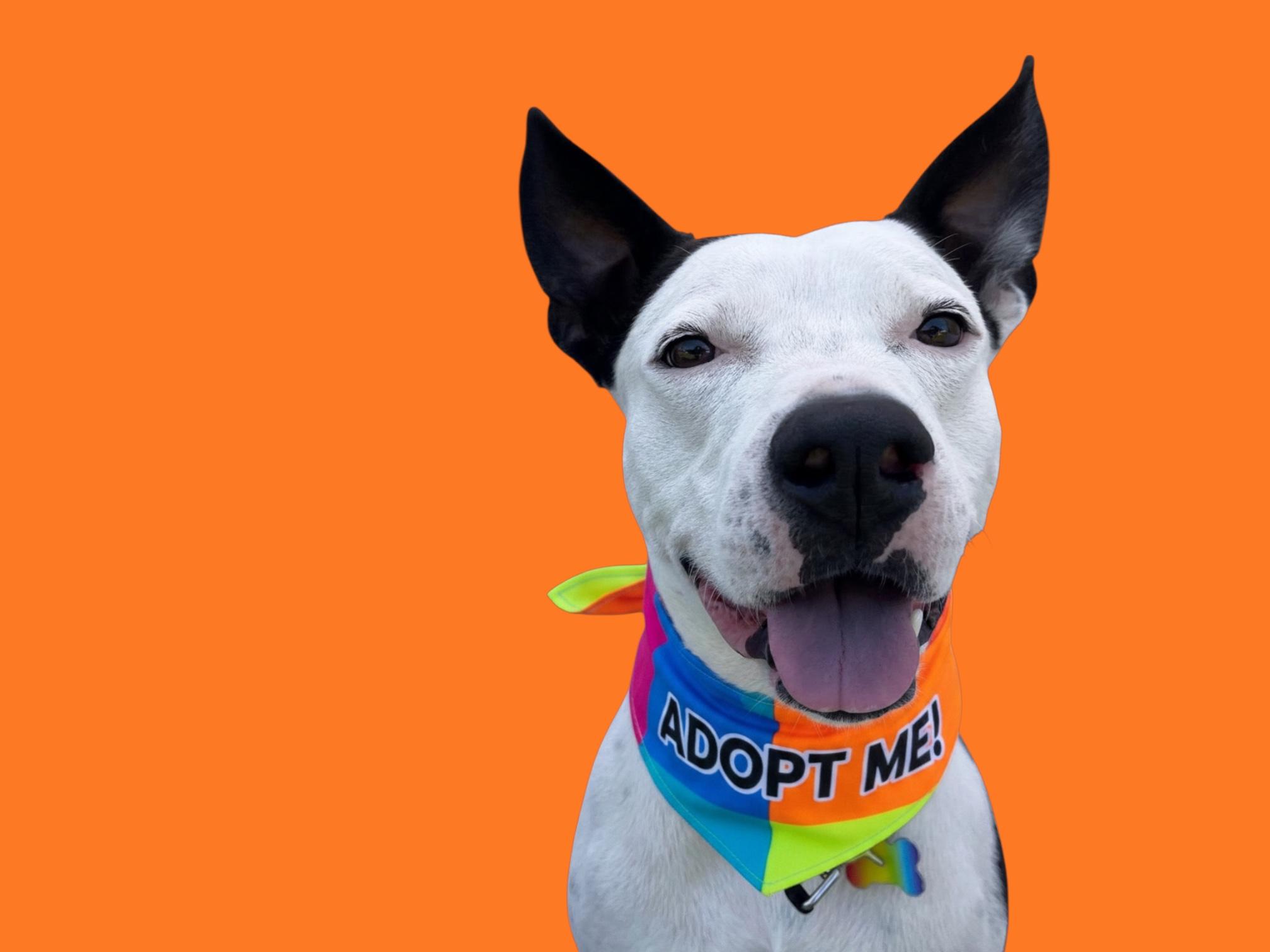 Gambino-ADOPT Me, a ADOPTABLE mixed breed in Redondo Beach, CA image 3/6