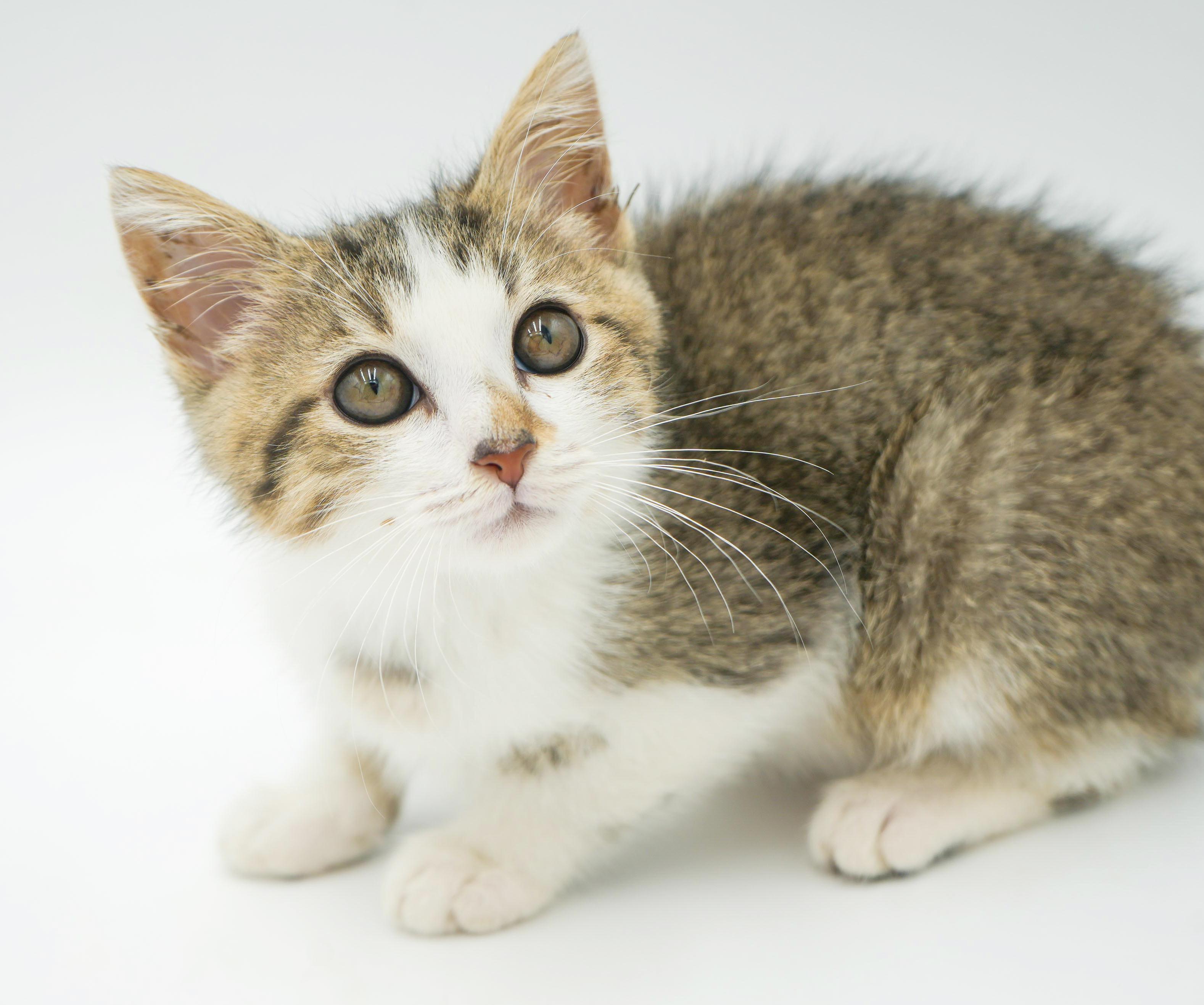 Sausage can't wait to the love of your life!