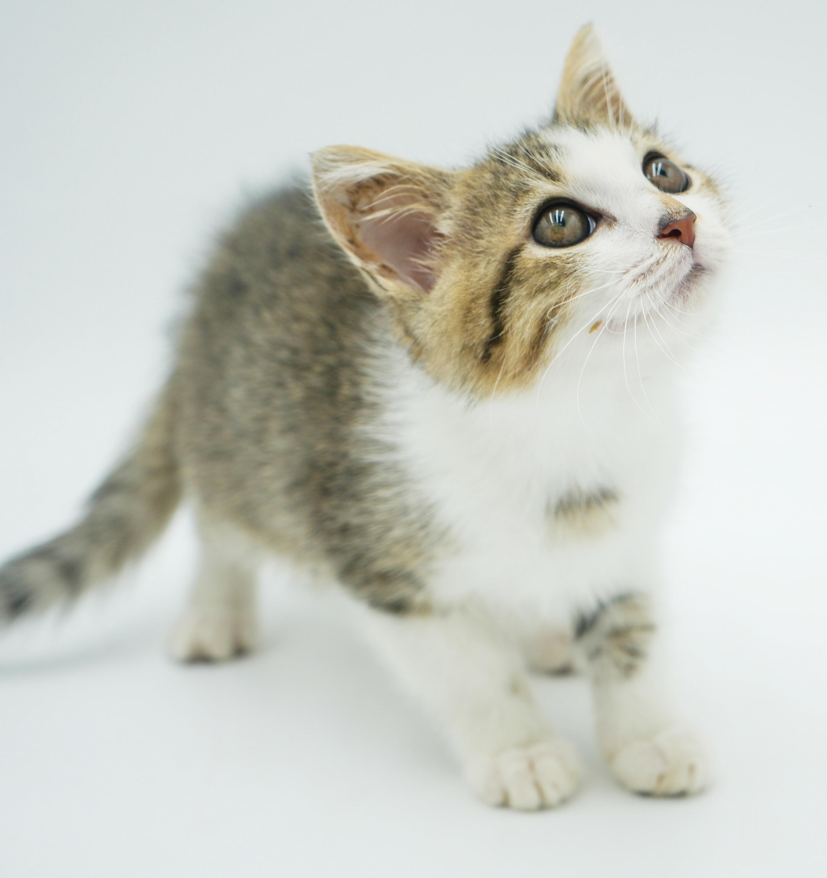 Sausage can't wait to the love of your life!