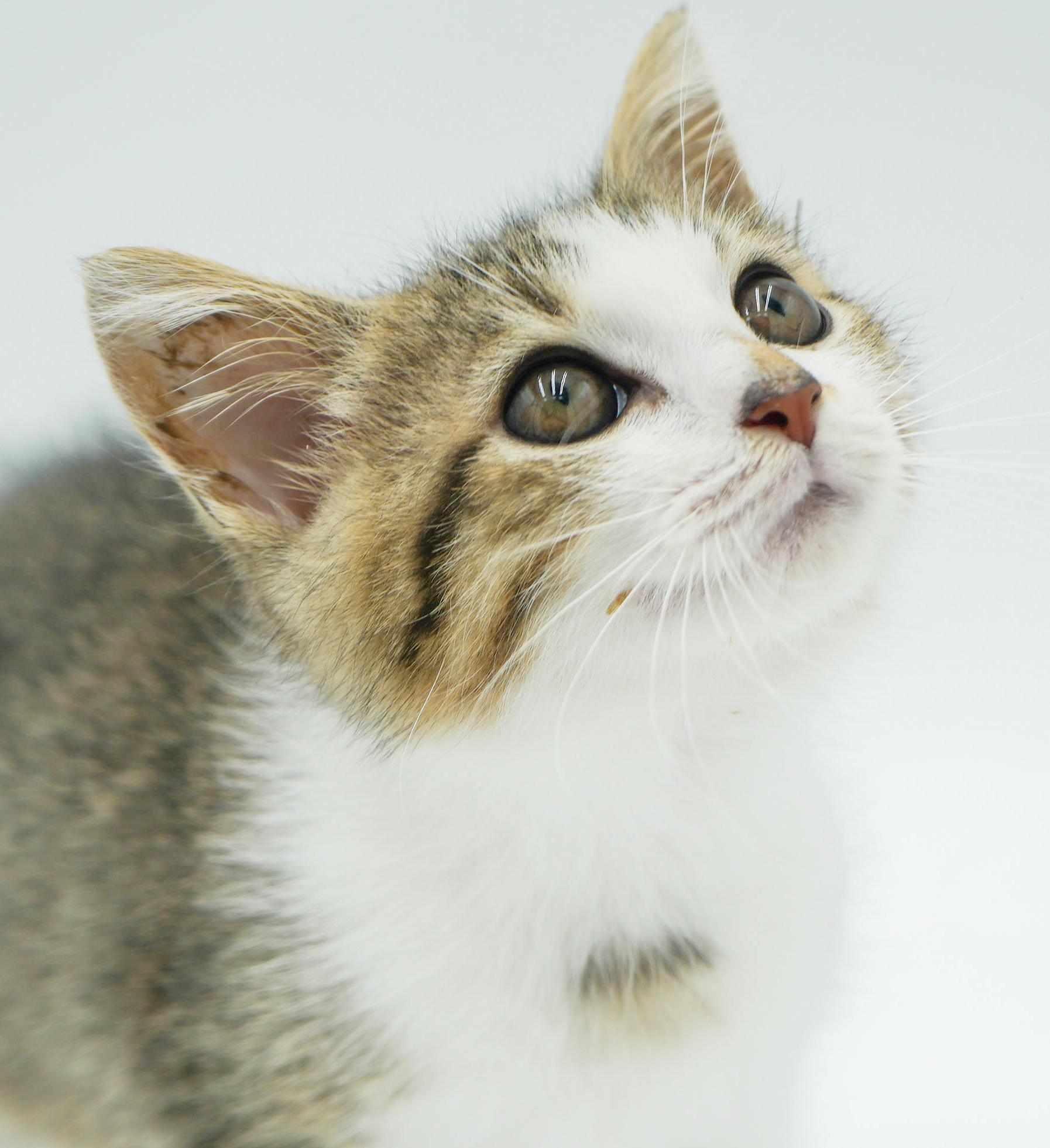 Sausage can't wait to the love of your life!