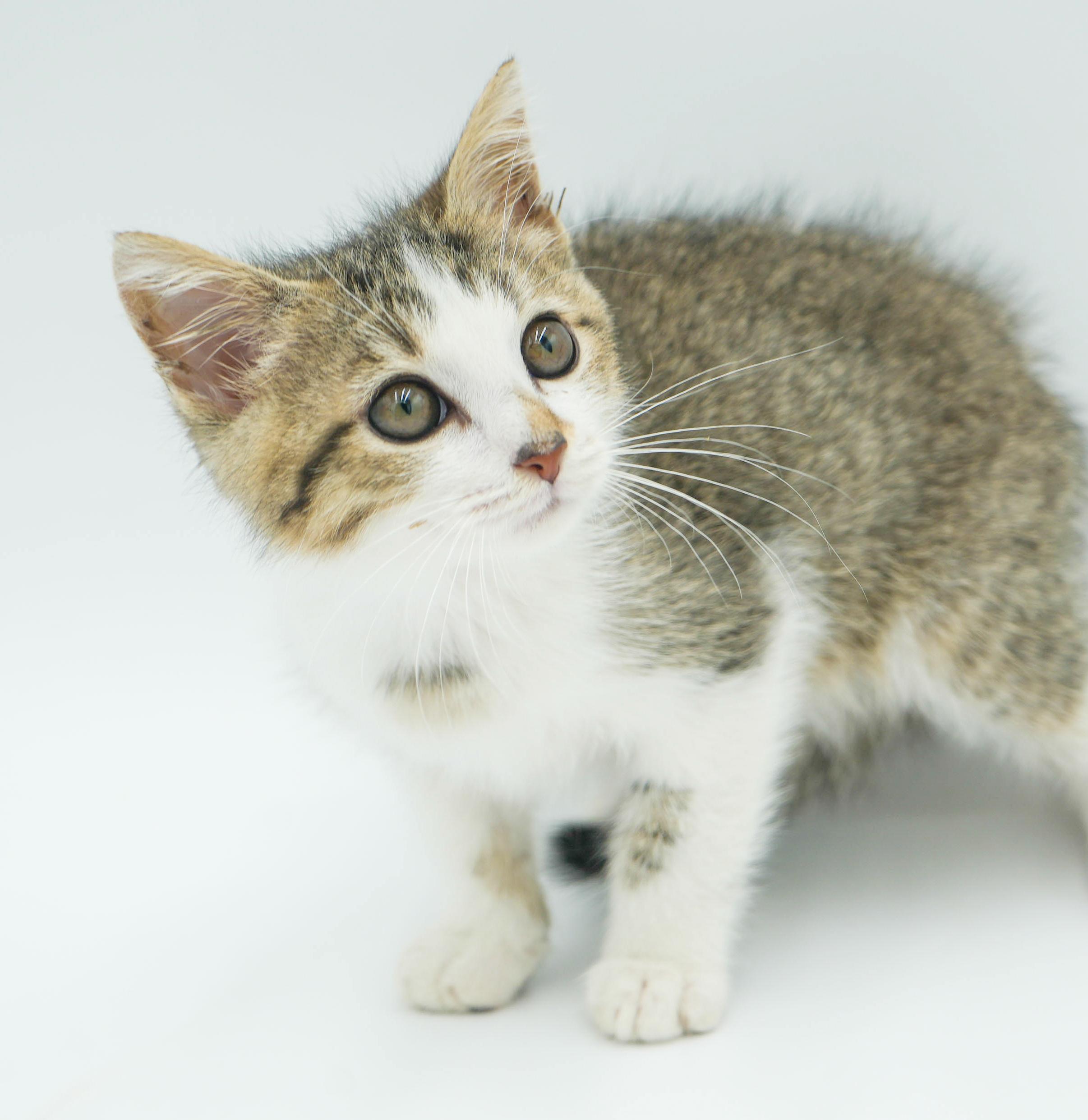 Sausage can't wait to the love of your life!